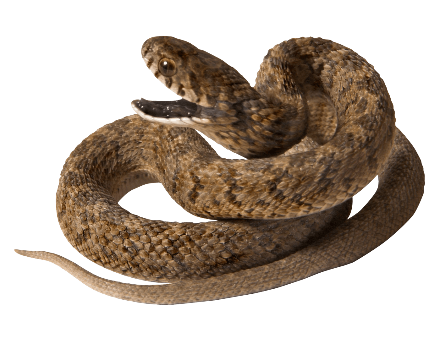 Snake Transparent PNG Image