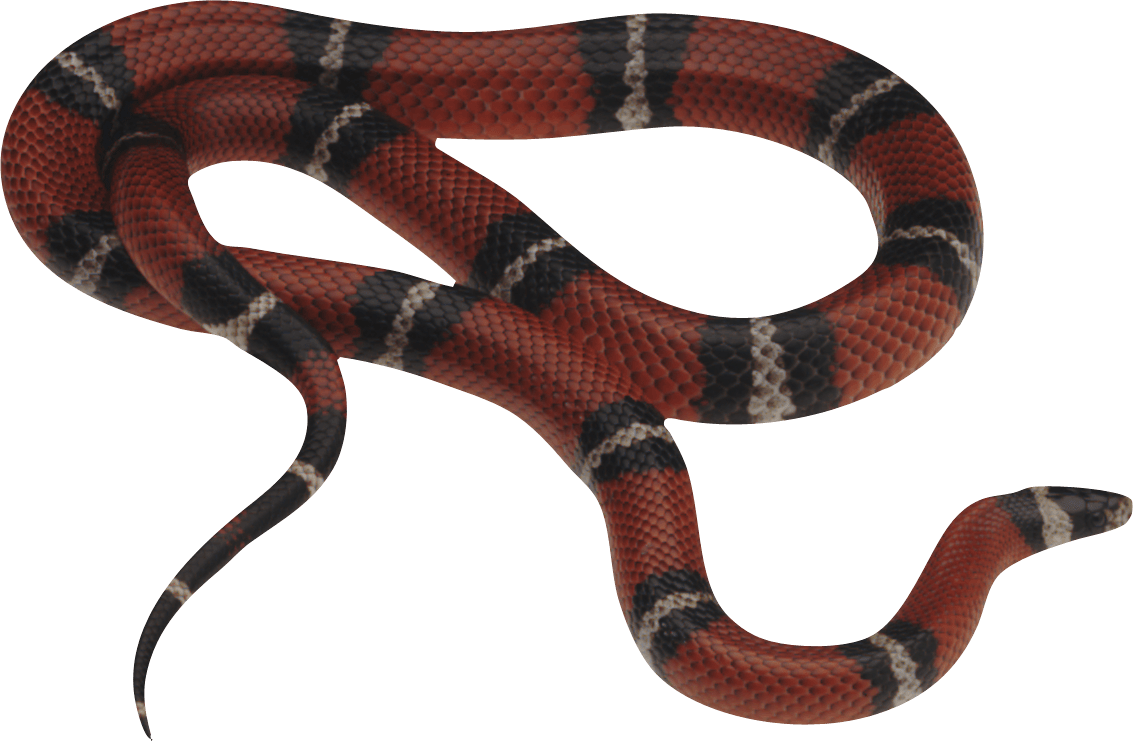 Snake Transparent PNG Image