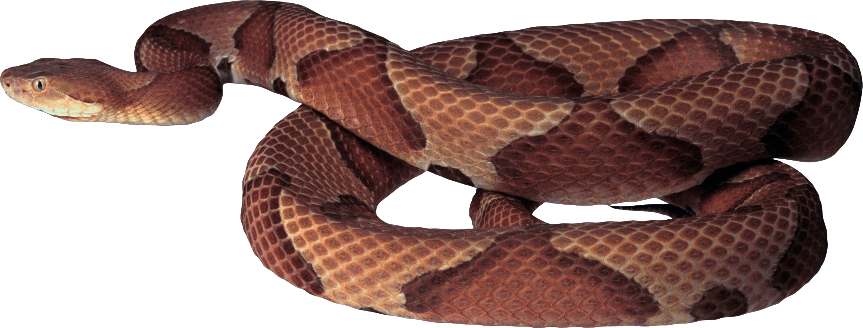 Snake Transparent PNG Image