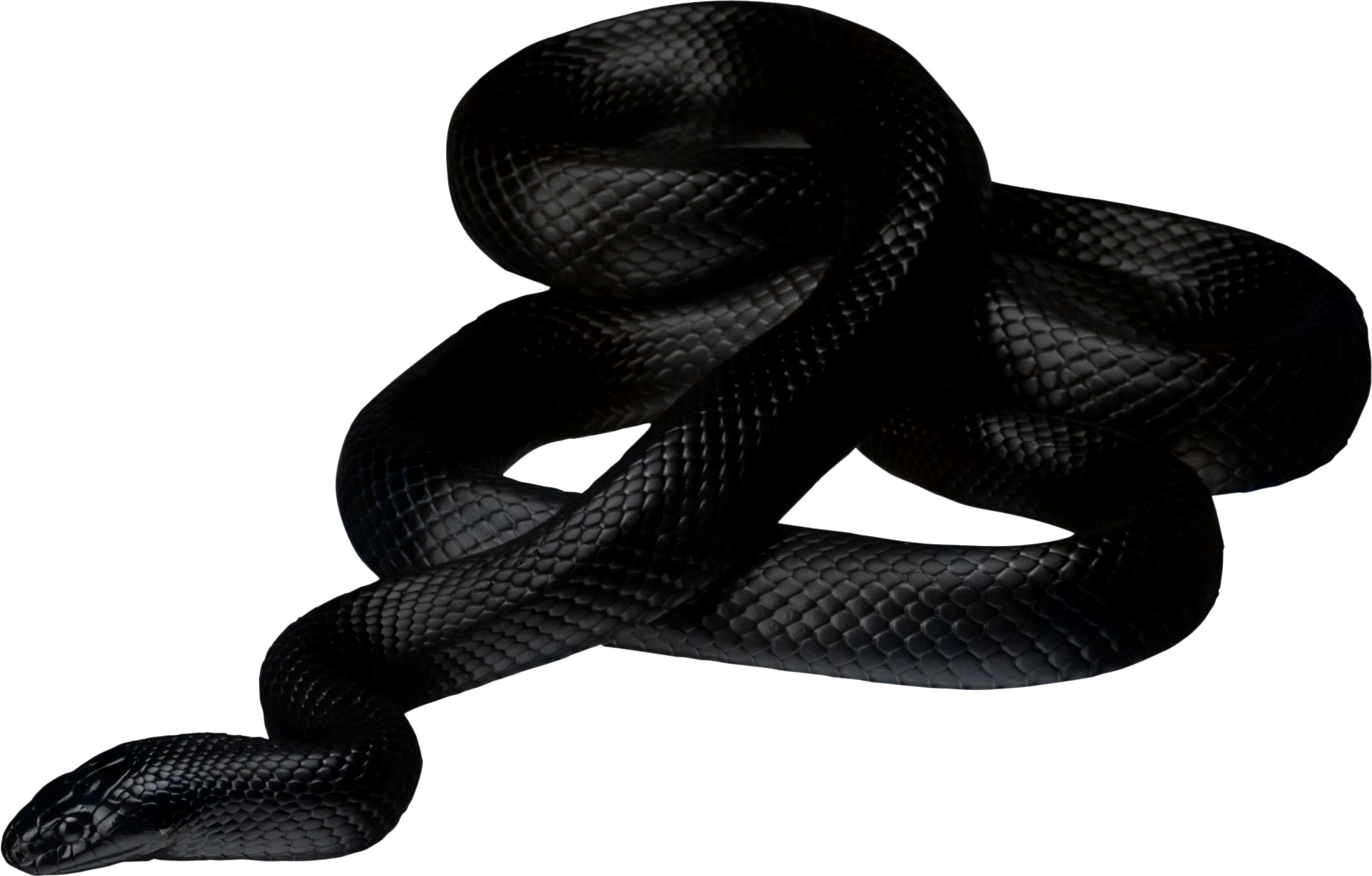 Black Snake Transparent PNG Image
