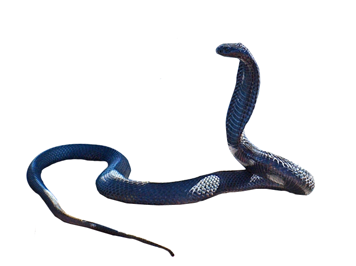Snake Transparent PNG Image
