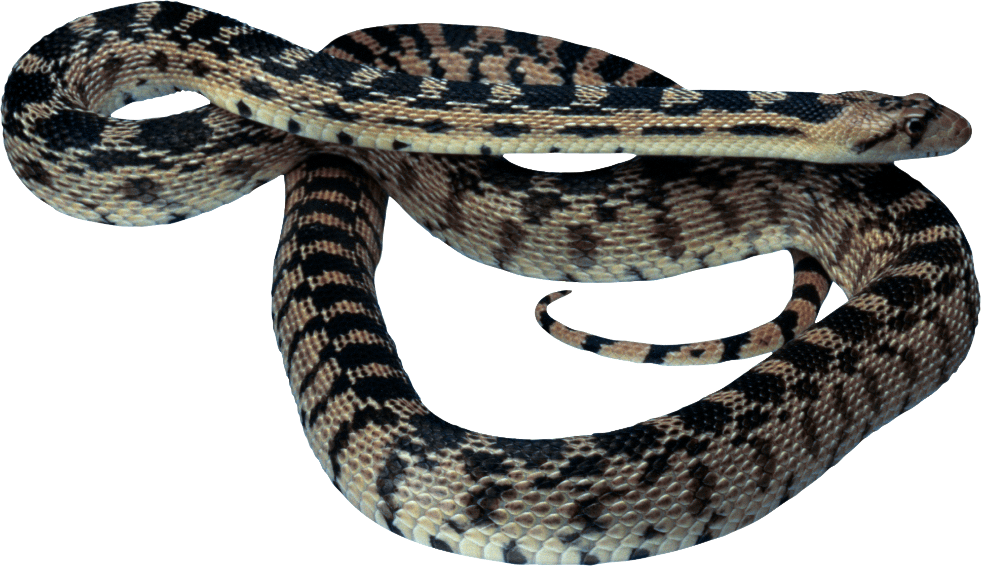 Snake Transparent PNG Image