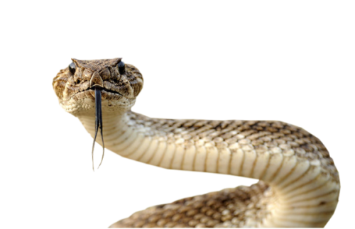 Snake Transparent PNG Image