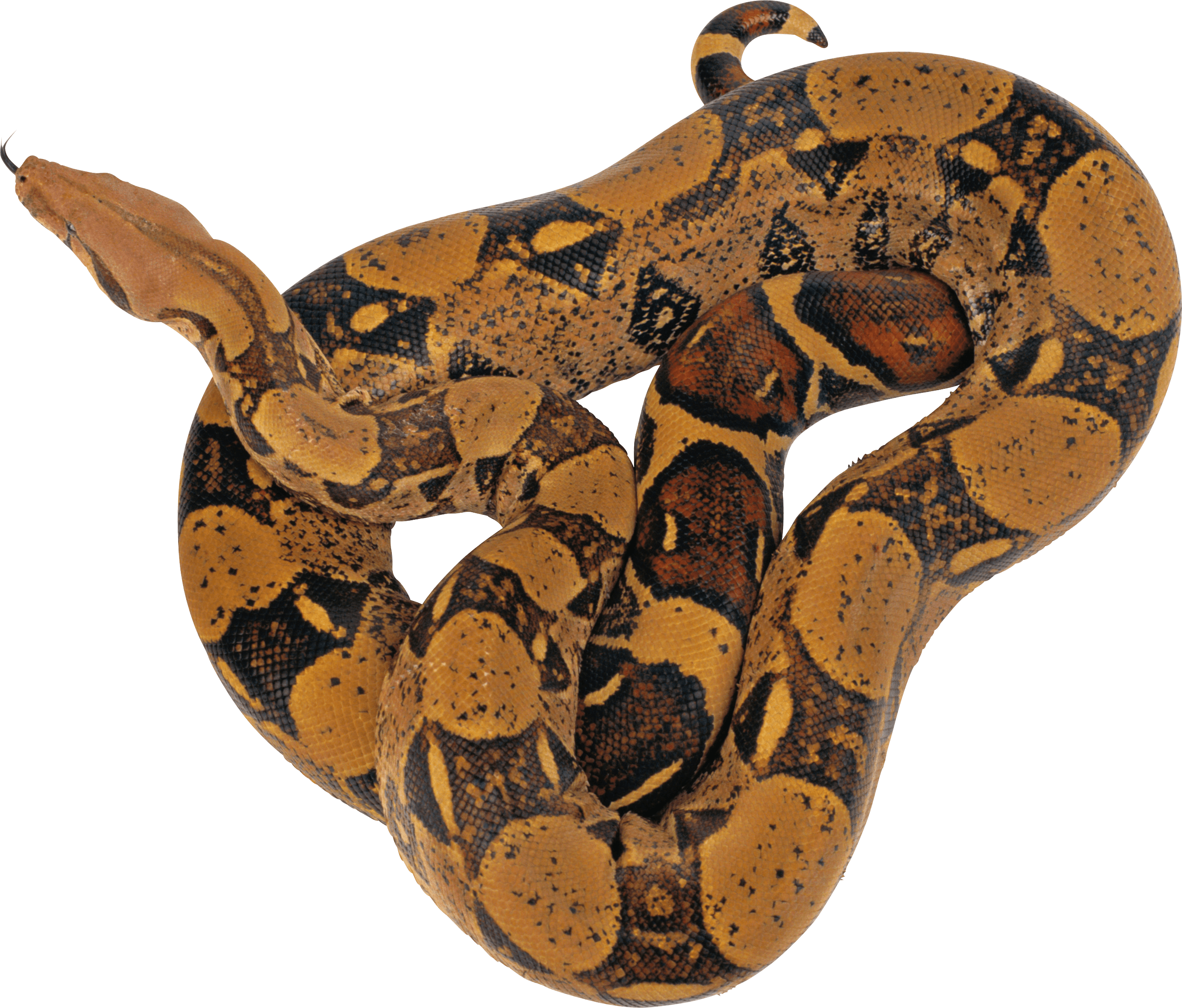Snake Transparent PNG Image