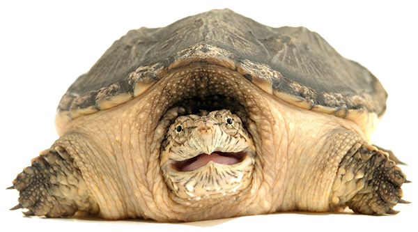 Snapping Turtle Transparent PNG Image