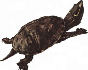 Snapping Turtle Transparent PNG Image
