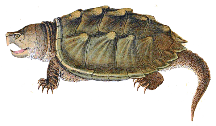 Snapping Turtle Transparent PNG Image