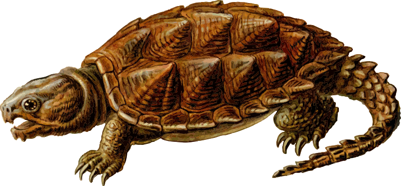 Snapping Turtle Transparent PNG Image