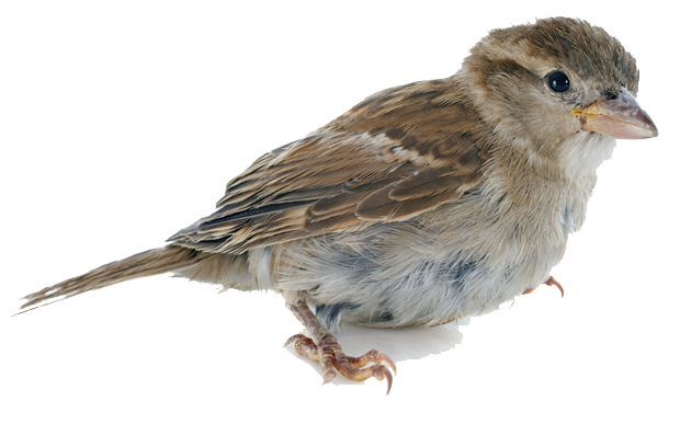 Sparrow Transparent PNG Image