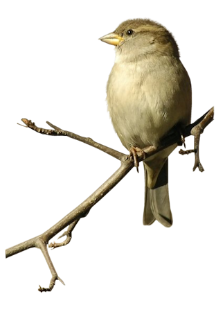 Sparrow Transparent PNG Image