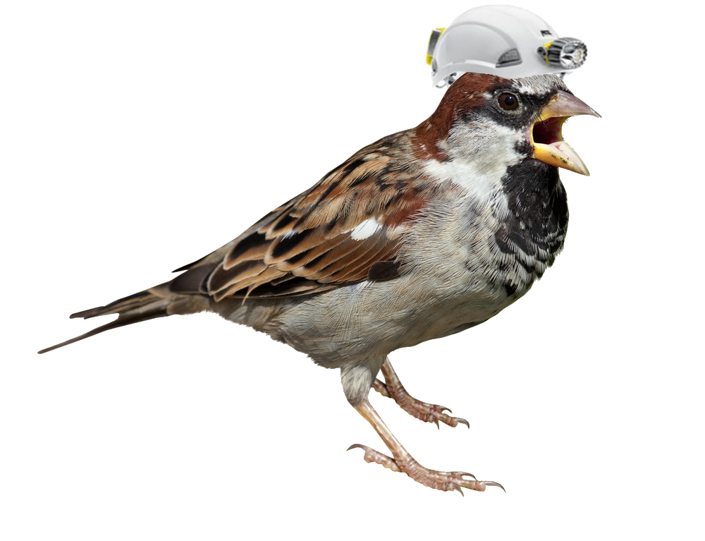 Sparrow Transparent PNG Image
