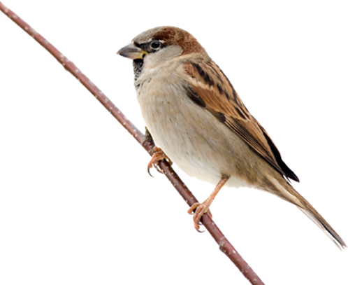 Sparrow Transparent PNG Image