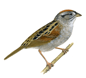 Sparrow Transparent PNG Image