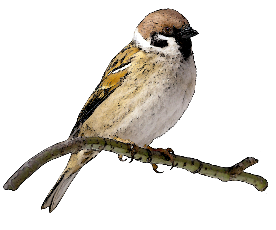 Sparrow Transparent PNG Image