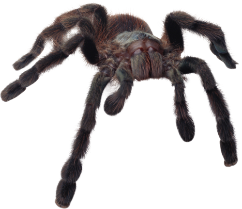 Spider File Transparent PNG Image