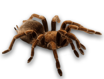 Spider Transparent PNG Image