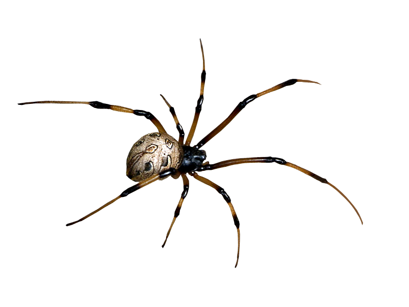 Spider Transparent PNG Image