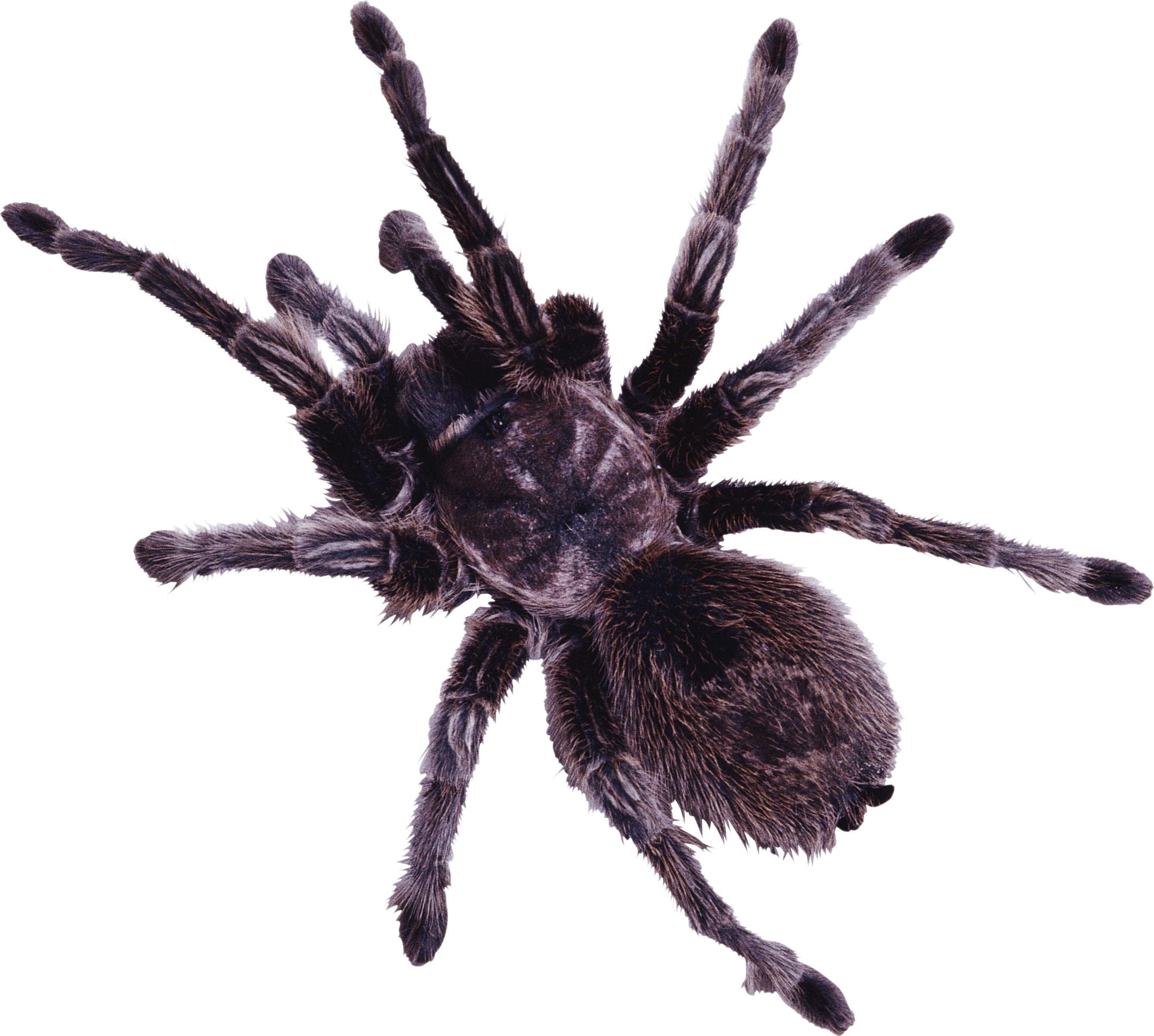 Spider Transparent PNG Image