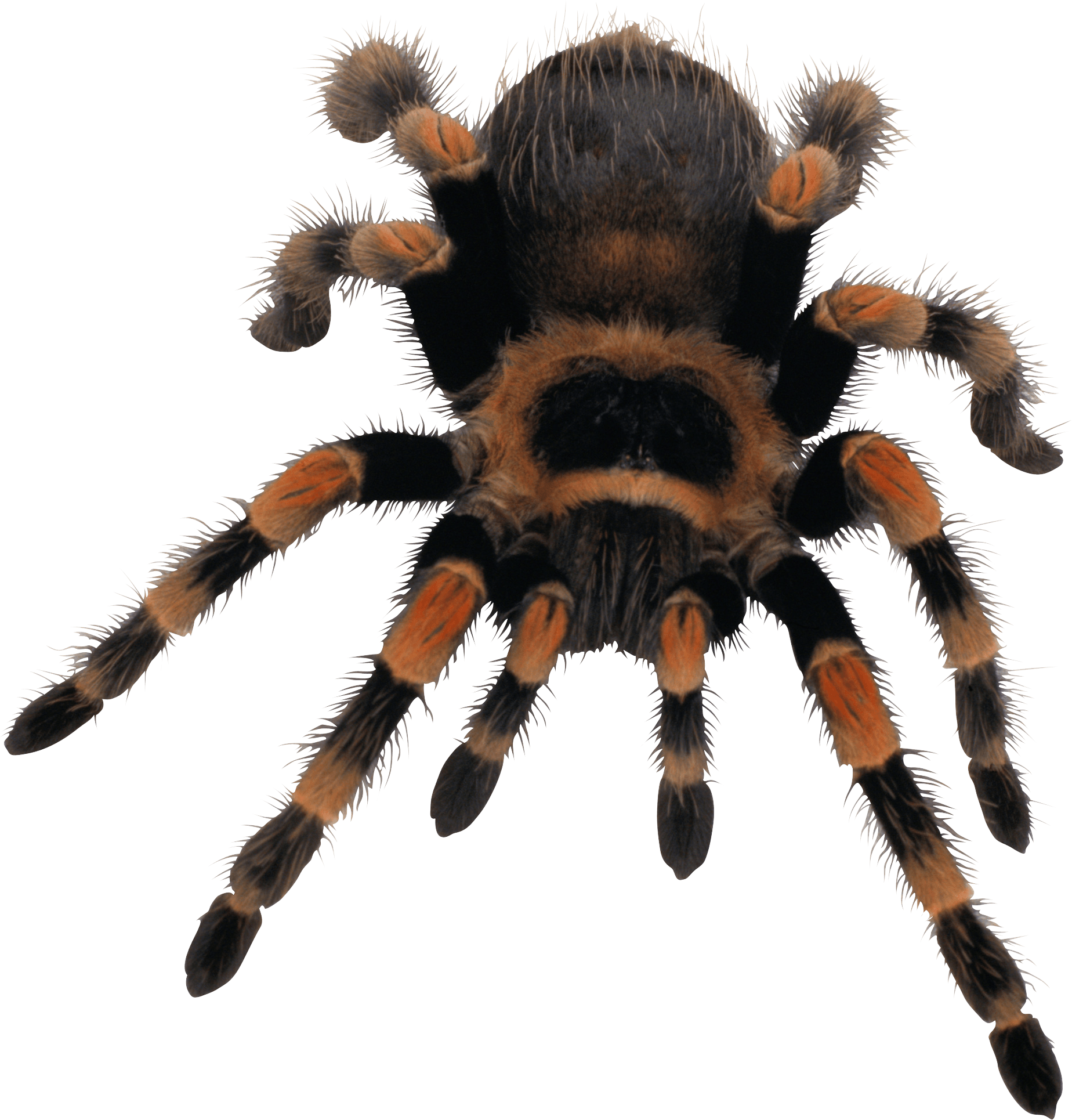 Spider Transparent PNG Image