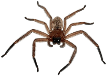Spider Transparent PNG Image
