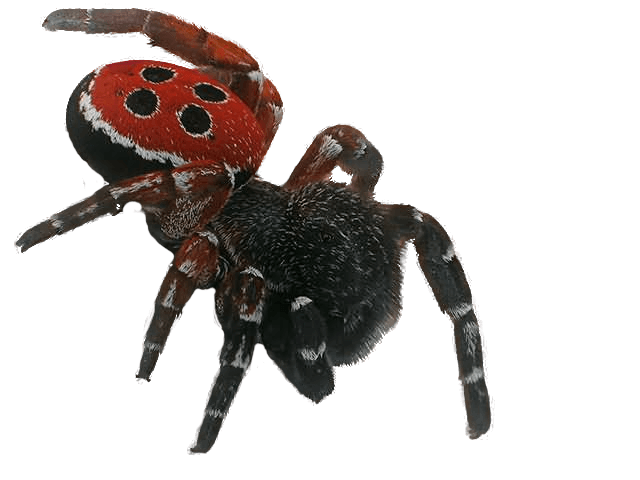 Spider Transparent PNG Image