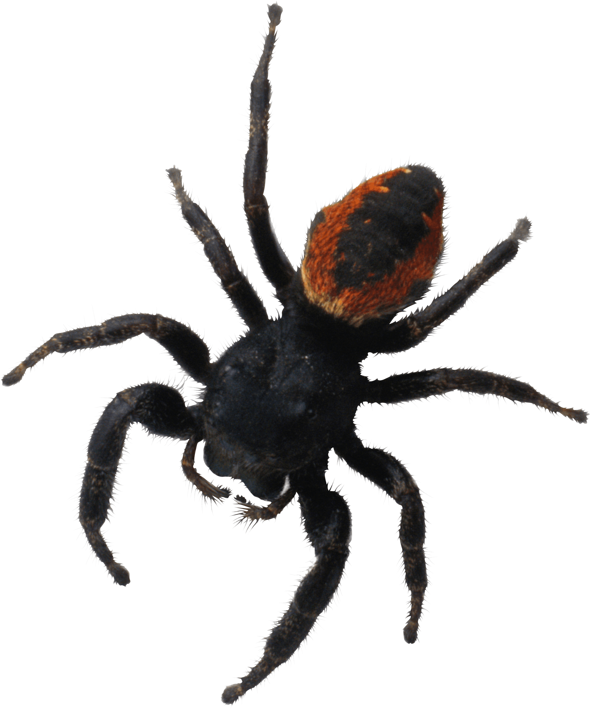 Spider Transparent PNG Image