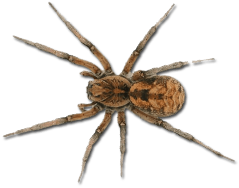 Spider Transparent PNG Image