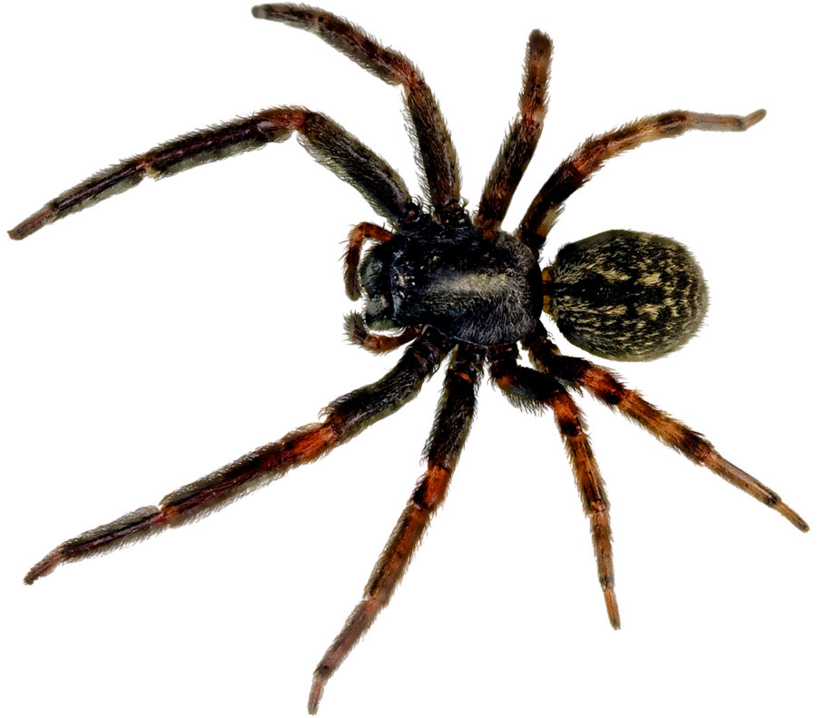 Spider Transparent PNG Image