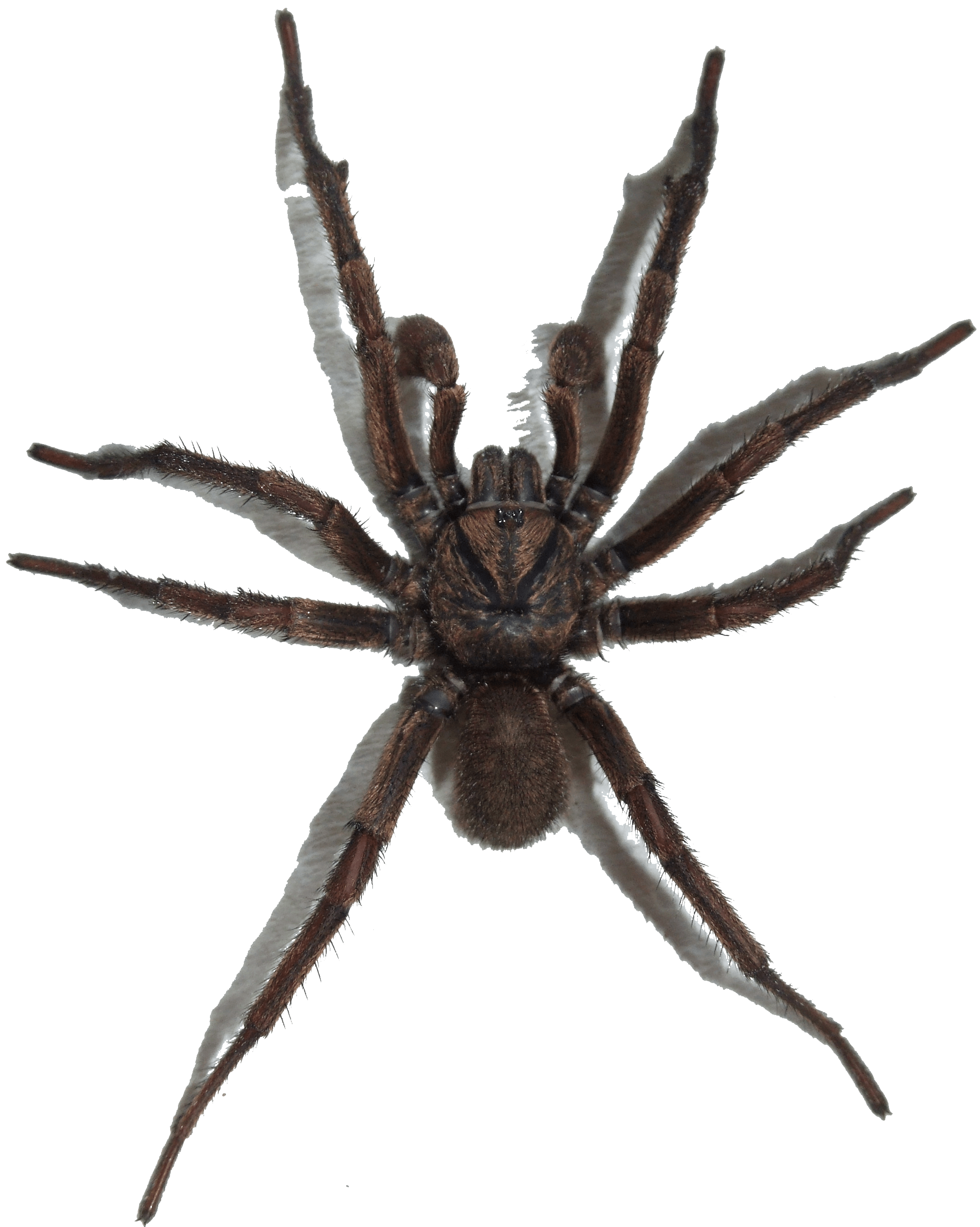 Spider Transparent PNG Image