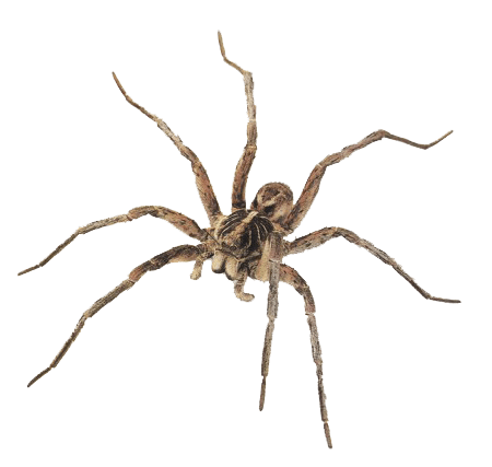 Spider Transparent PNG Image