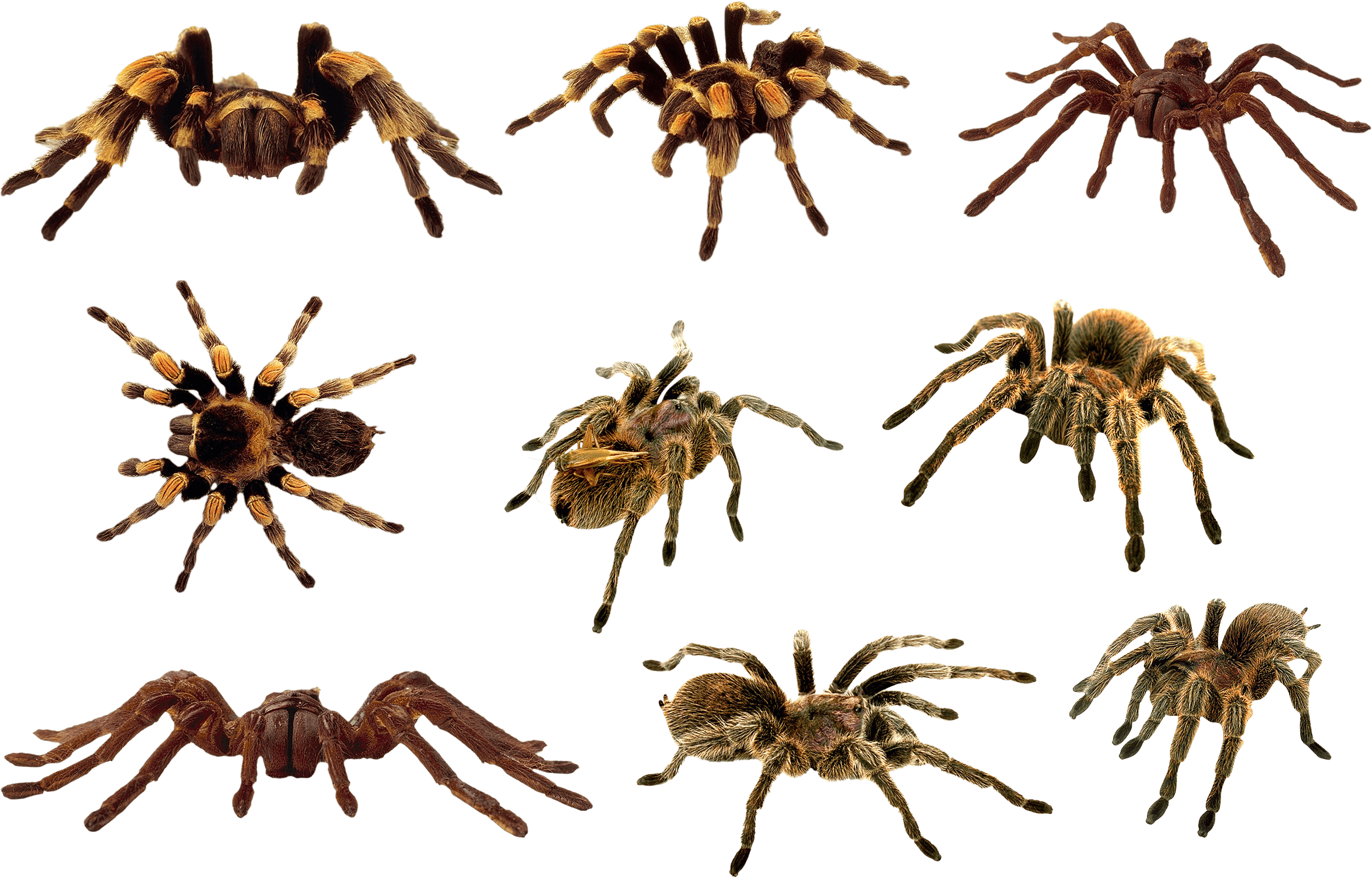 Spider Transparent PNG Image