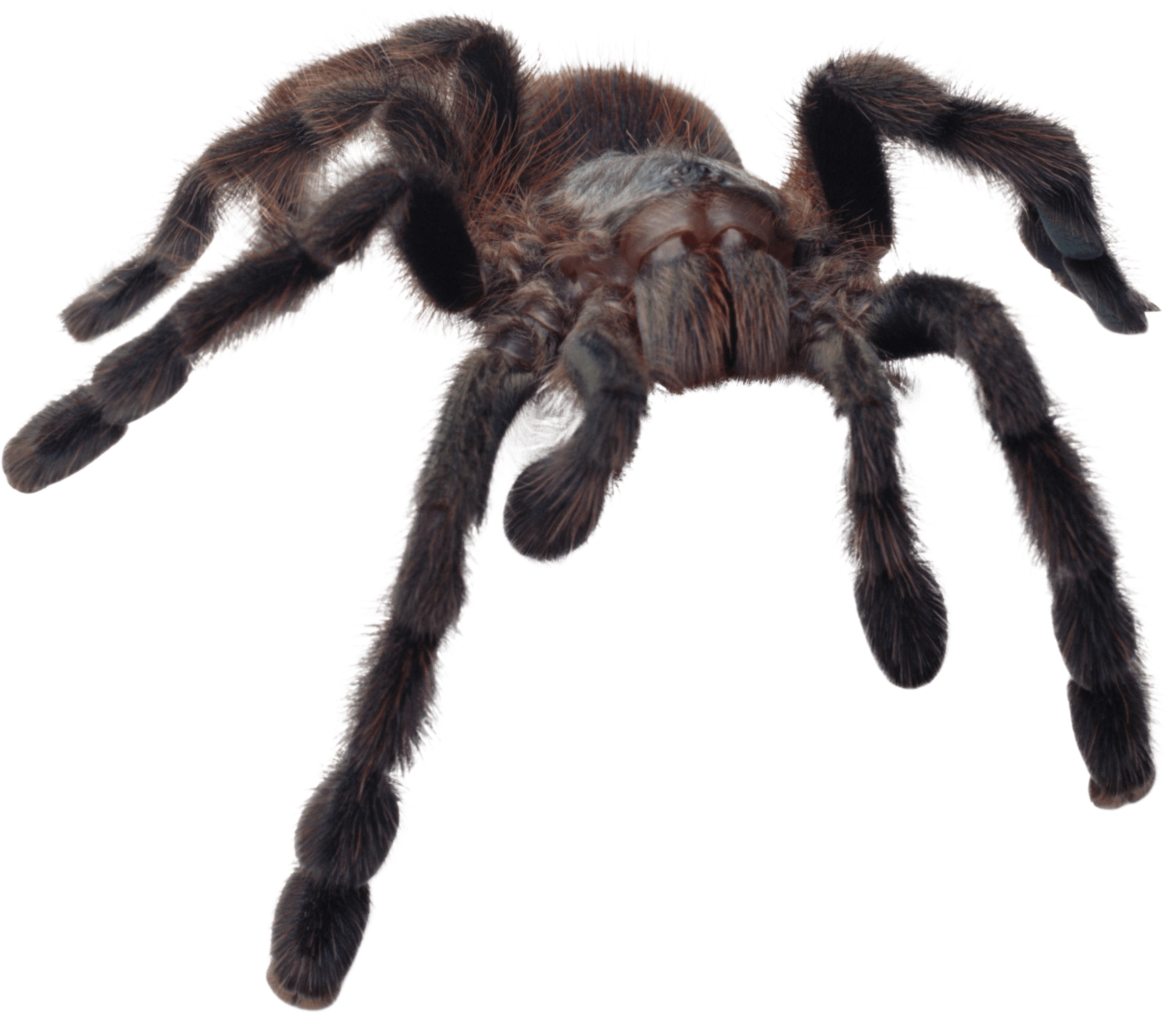 Spider Transparent PNG Image