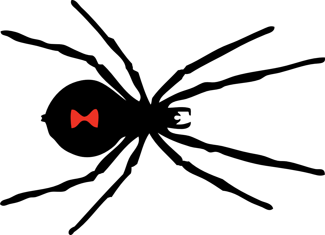 Spider Transparent PNG Image