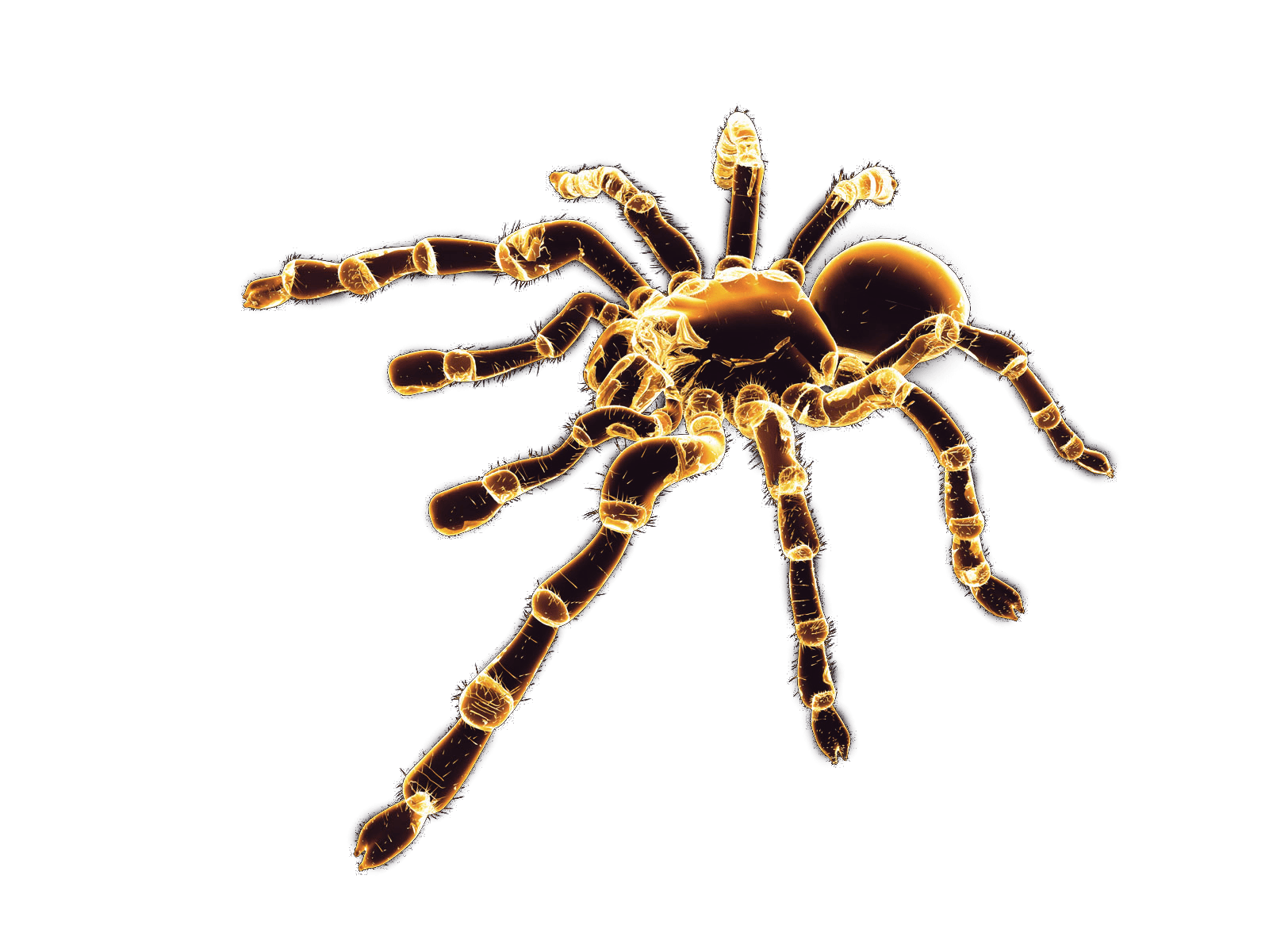 Spider Transparent PNG Image