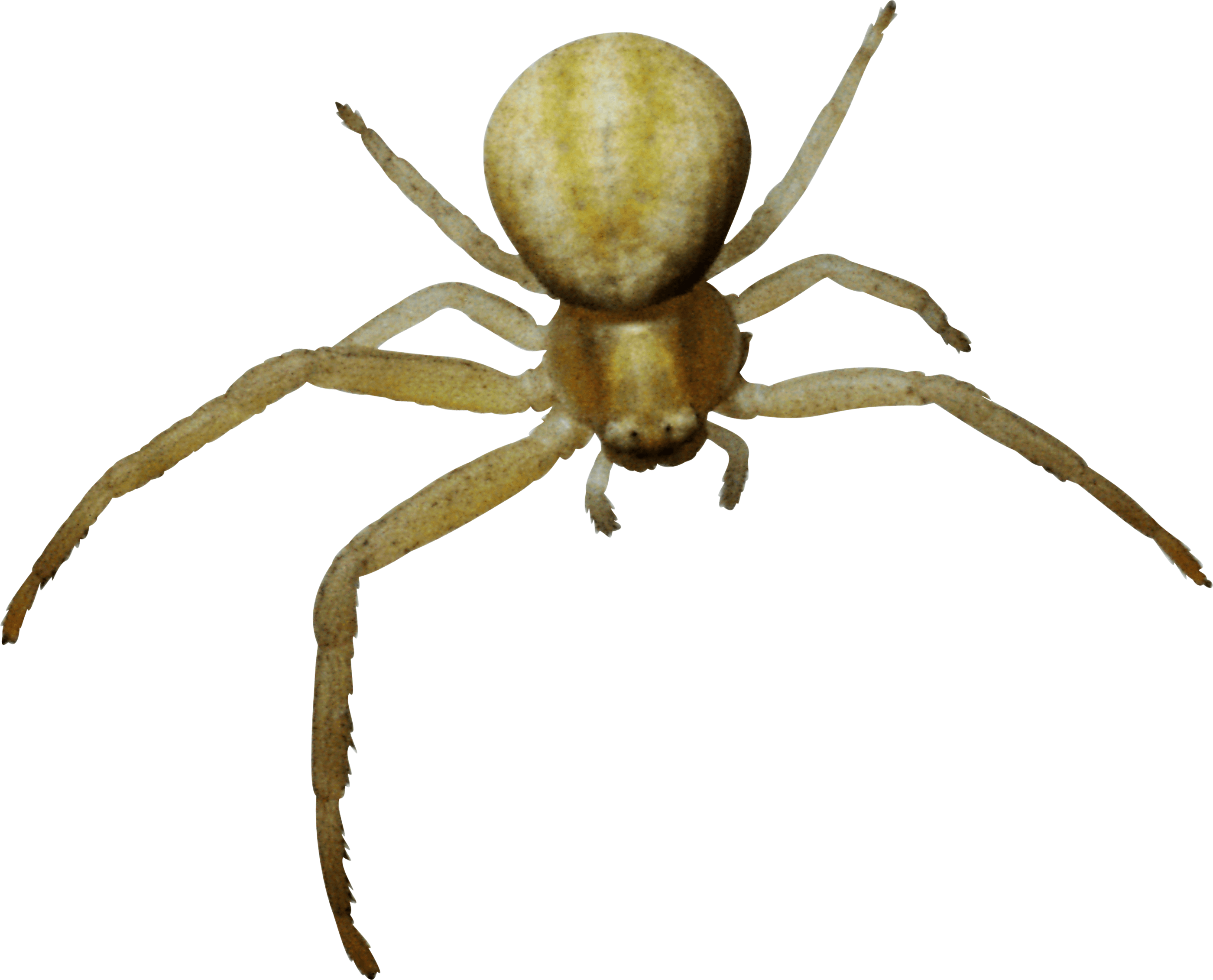 Spider Transparent PNG Image