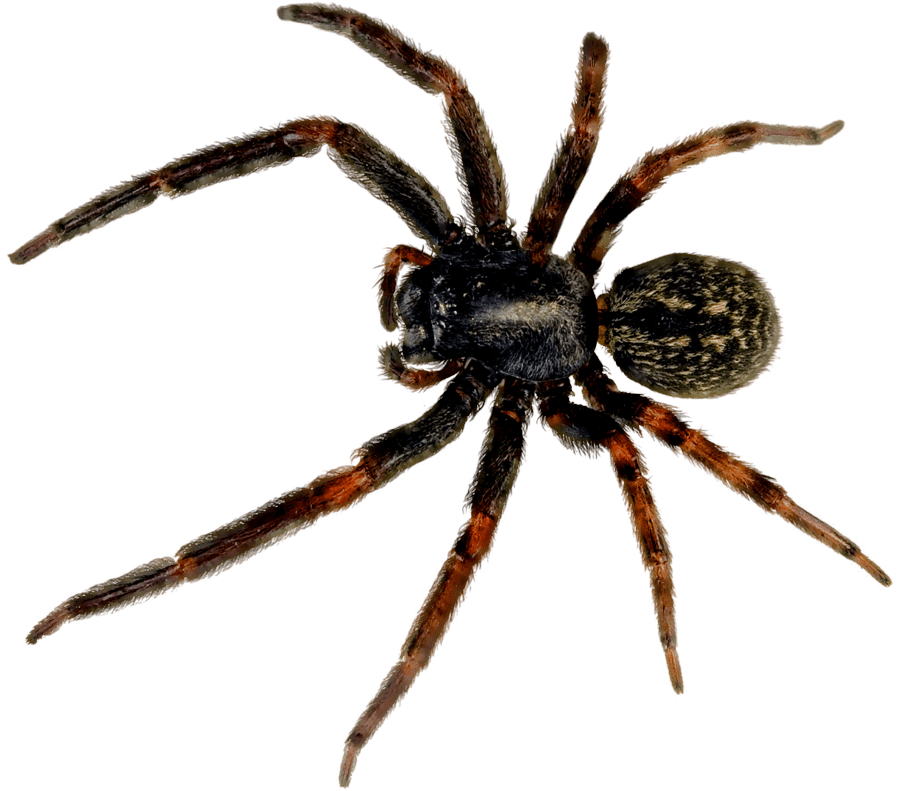 Spider Transparent PNG Image