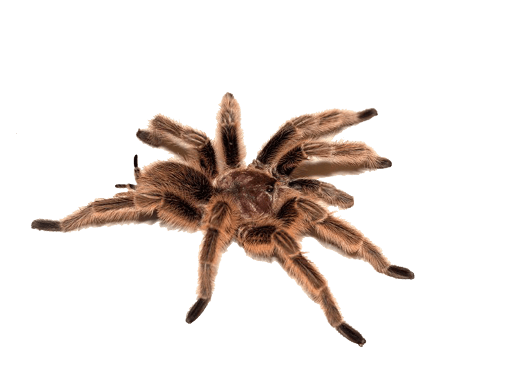 Spider Transparent PNG Image