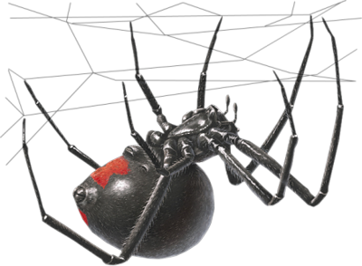 Black Widow Spider Transparent PNG Image