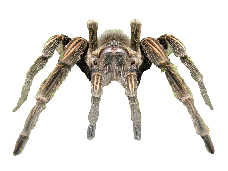 Spider Background Transparent PNG Image