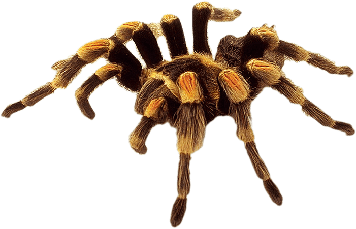 Spider Transparent PNG Image