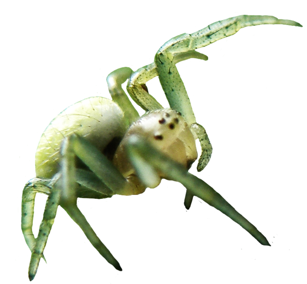Spider Transparent PNG Image