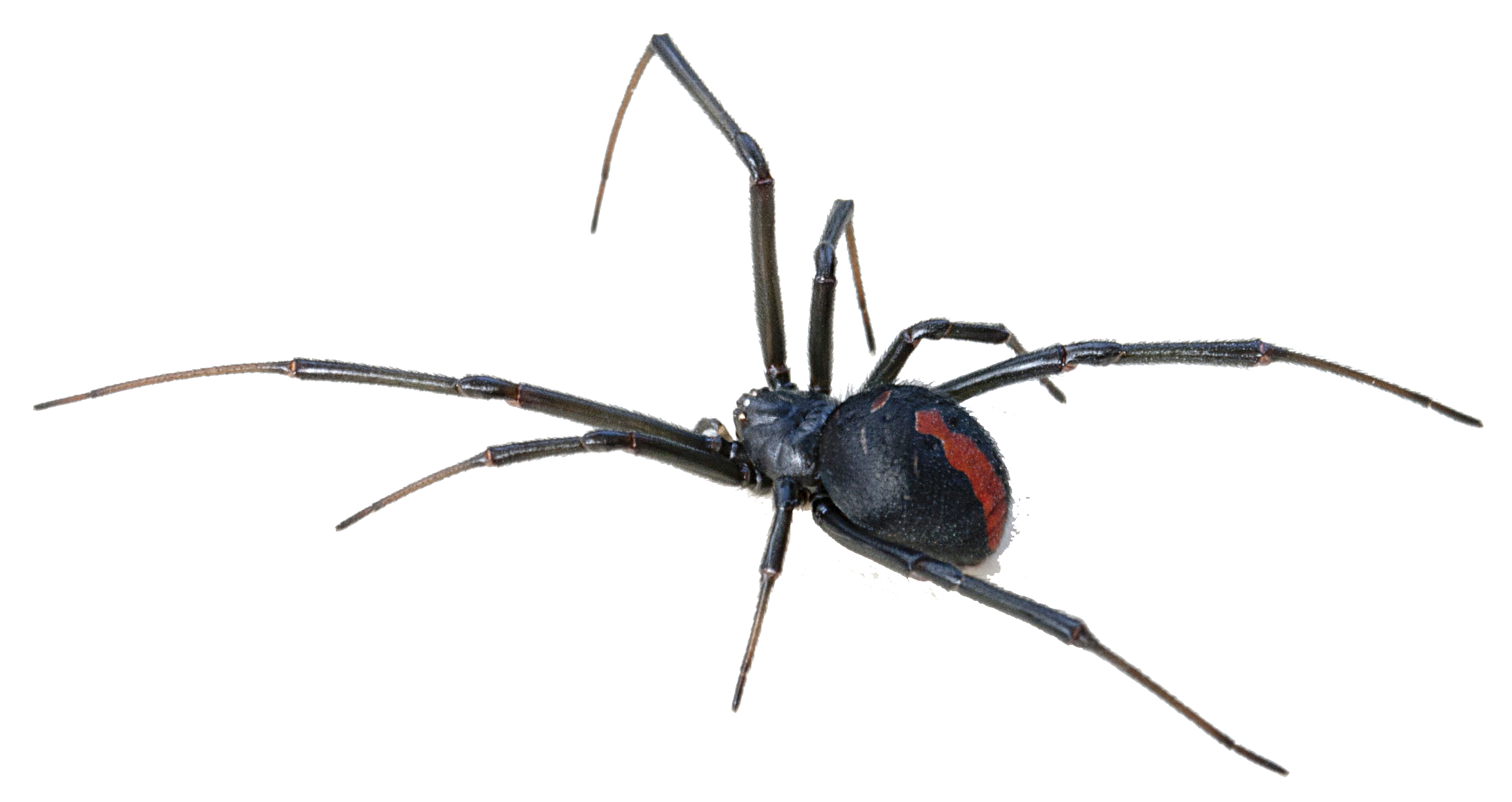 Black Widow Spider Background Transparent PNG Image