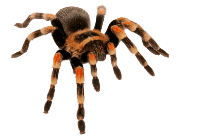 Spider Transparent PNG Image