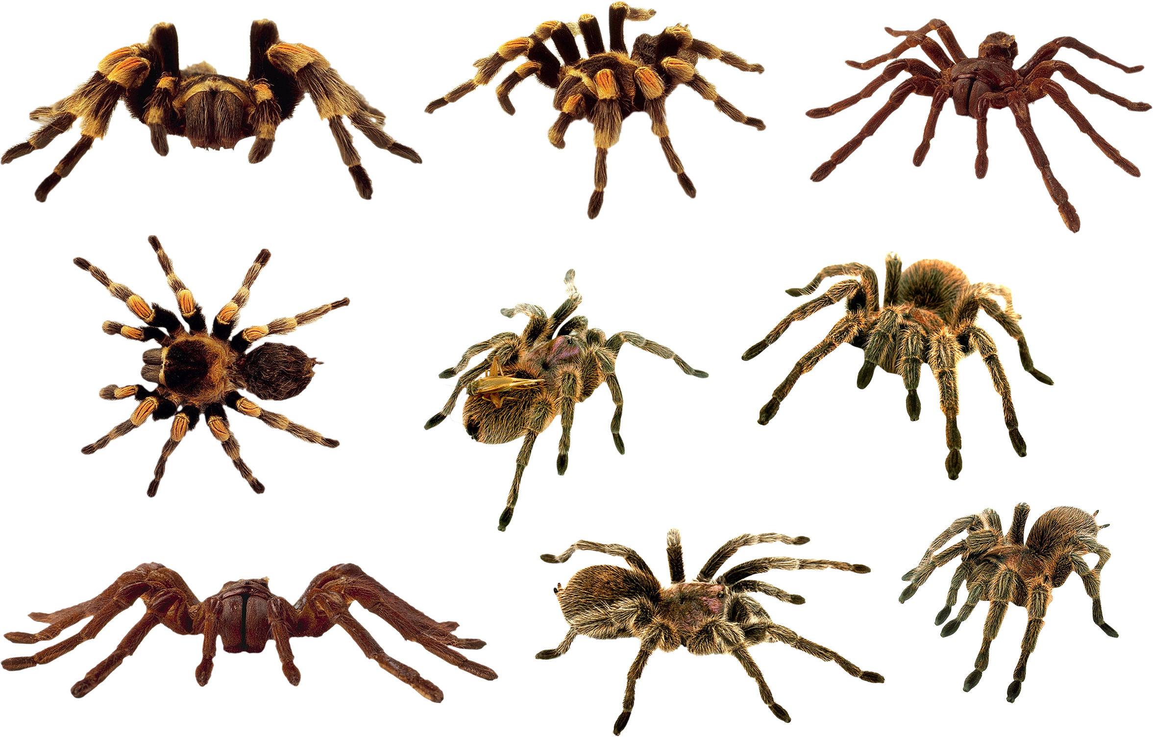 Spider Transparent PNG Image