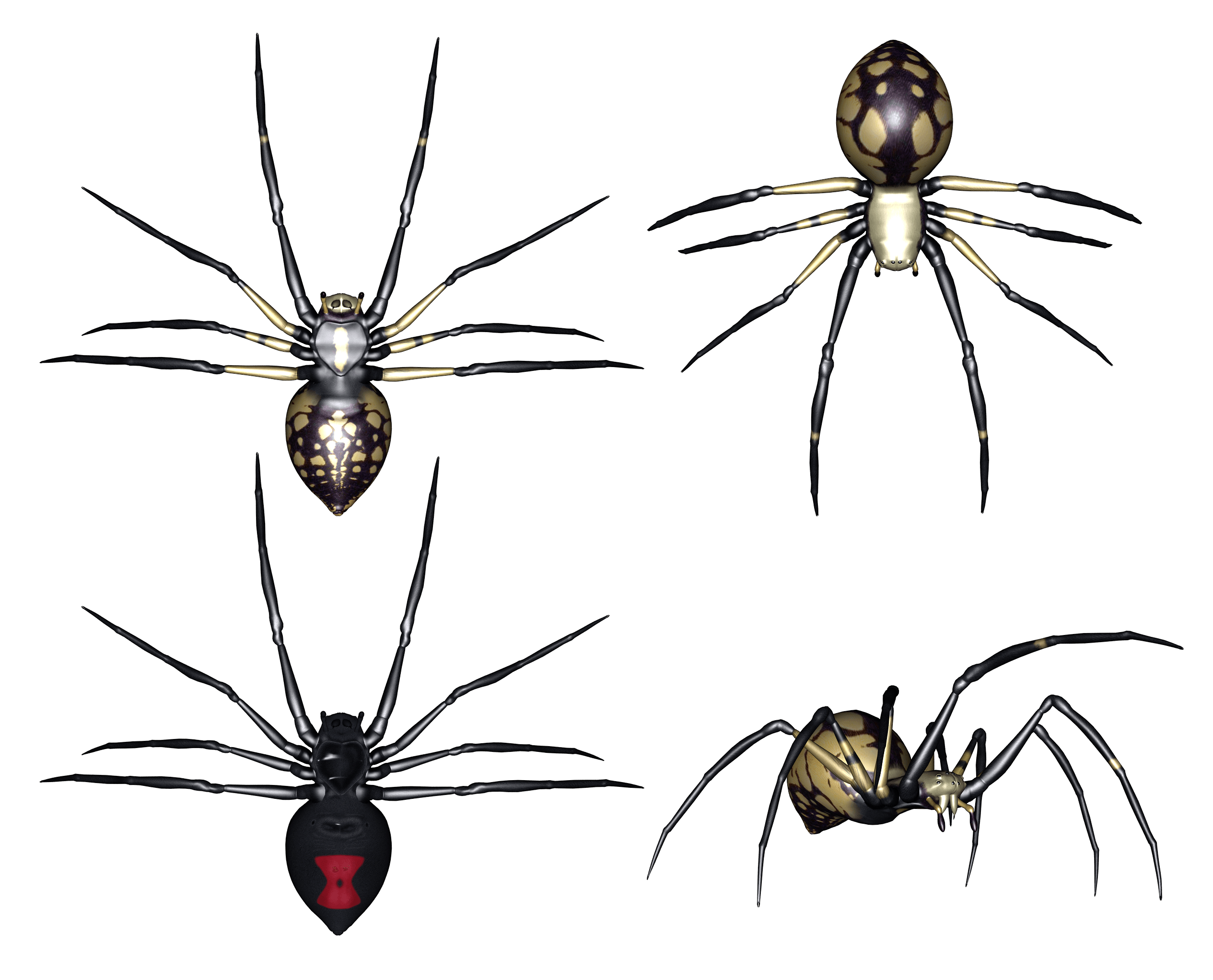 Spider Transparent PNG Image