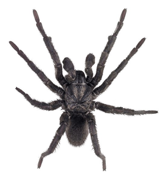Spider Transparent PNG Image