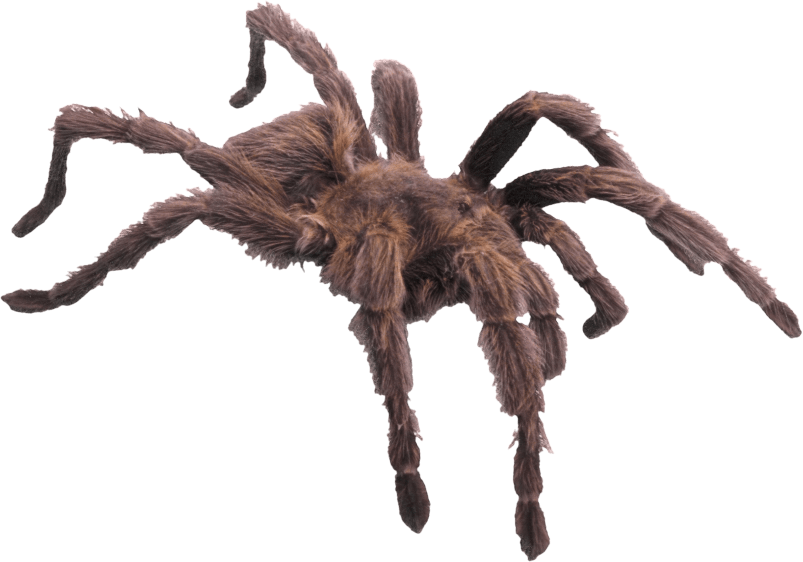 Spider Transparent PNG Image