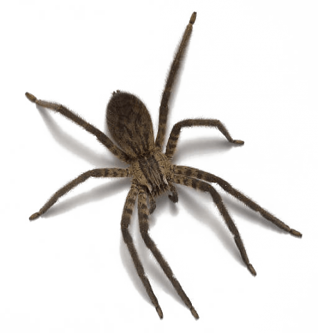Spider Transparent PNG Image
