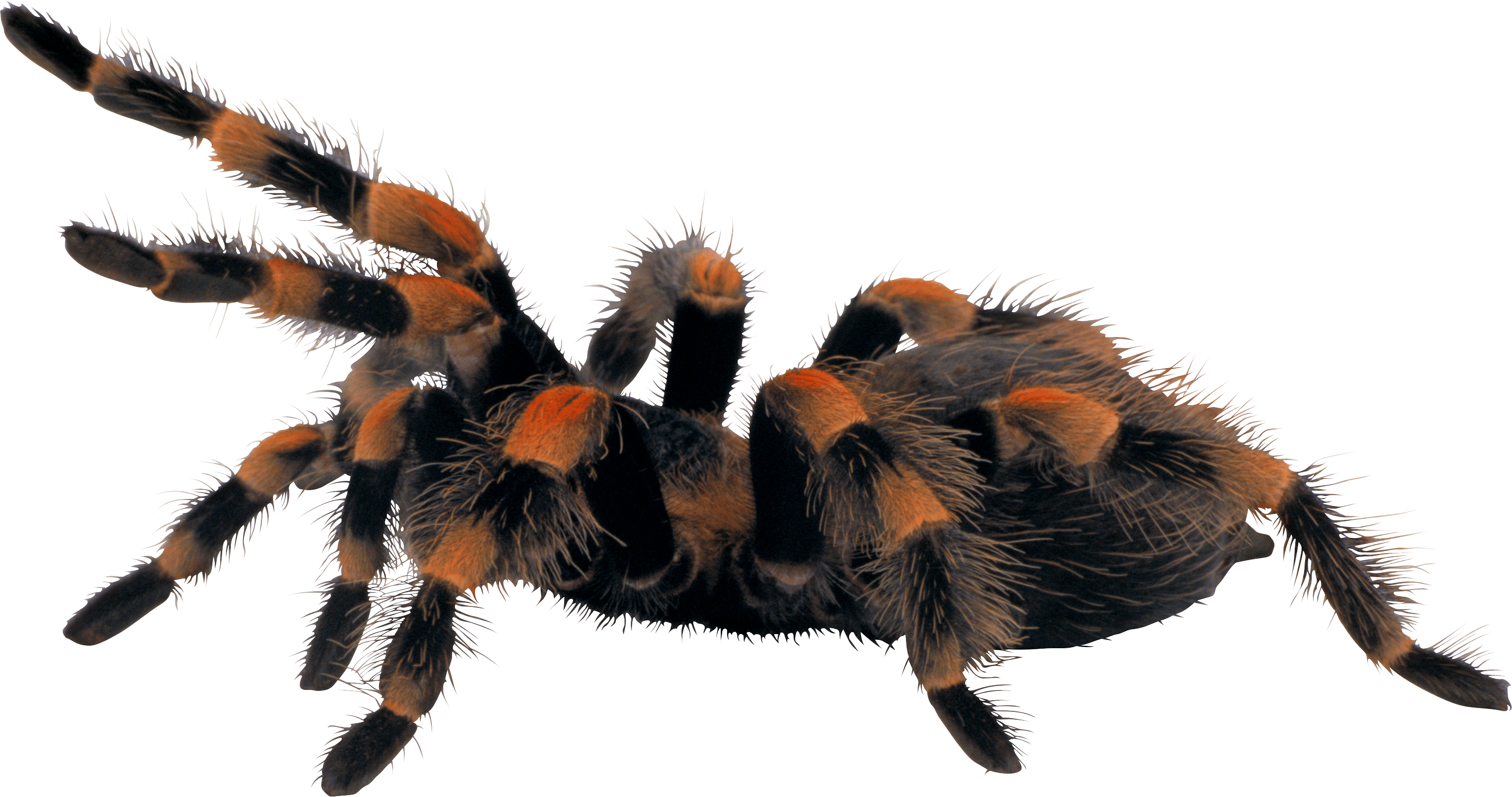Spider Transparent PNG Image