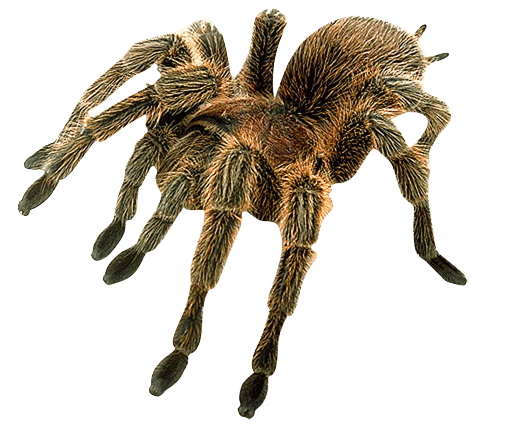 Spider Transparent PNG Image